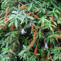 Debregeasia longifolia (Burm.f.) Wedd.